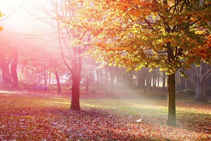 Träd med höst färgar tidigt på morgonen mist arkivbilder Träd med höst färgar tidigt på morgonen mist arkivbilder