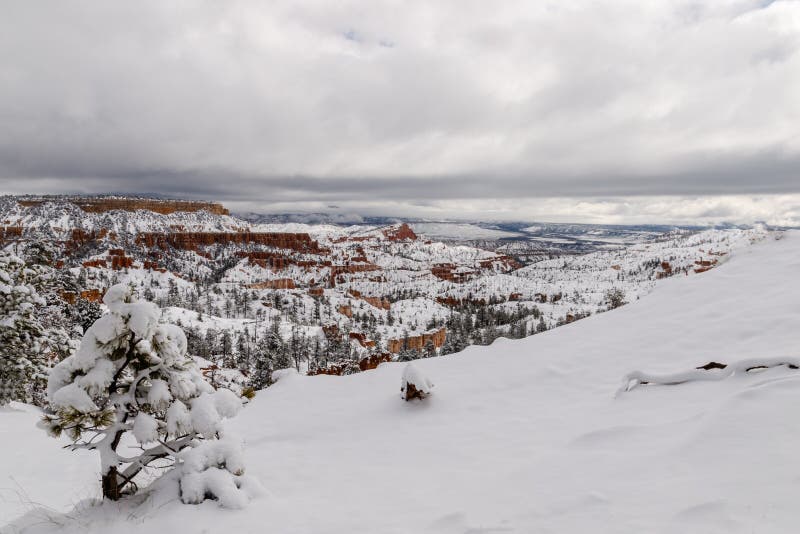 Träd och snöig landskap, Bryce Canyon, Utah arkivfoto
