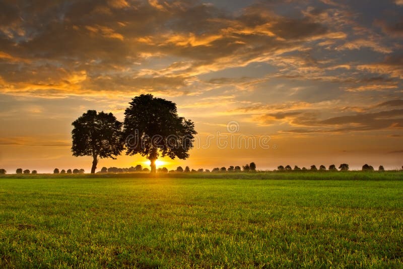 Träd och solnedgång
