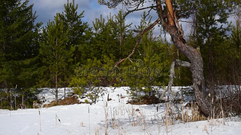 Träd på kanten av skogen snöstorm med kallt och grumligt vinterväder.