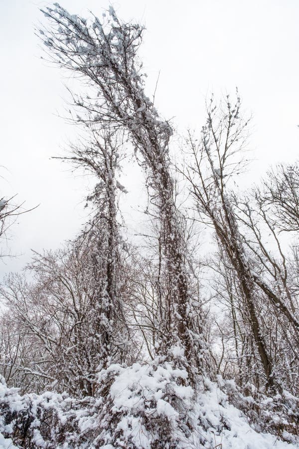 Träd som böjer tung snö arkivbild Träd som böjer tung snö arkivbild