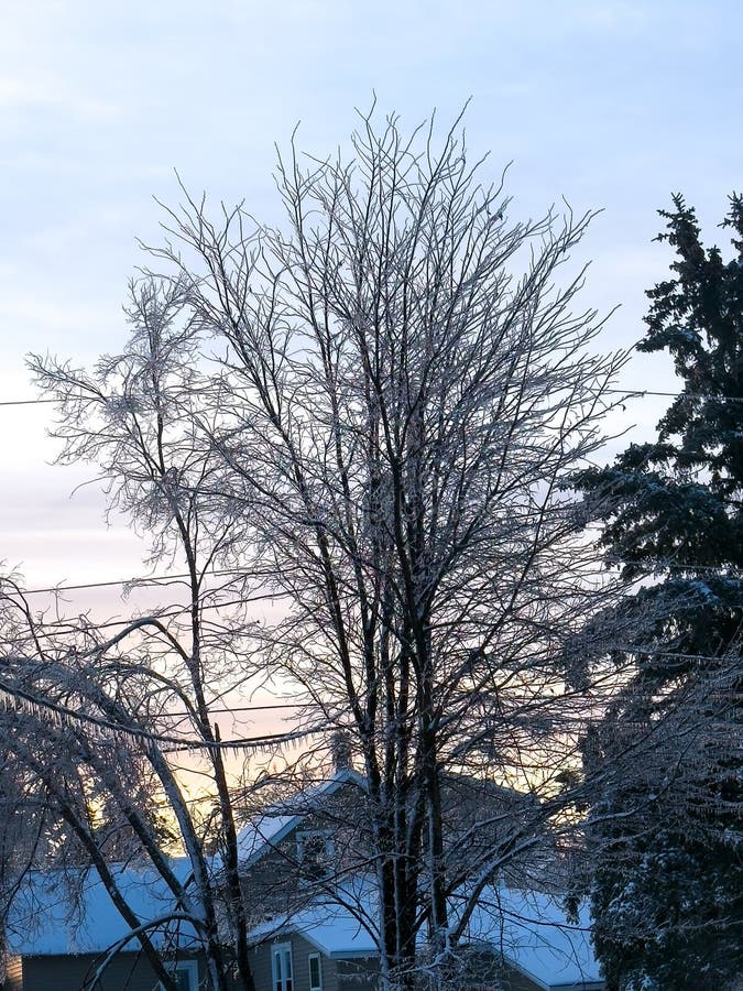 Träd täckta av is efter en natt av nedfrysning i Michigan royaltyfri bild
