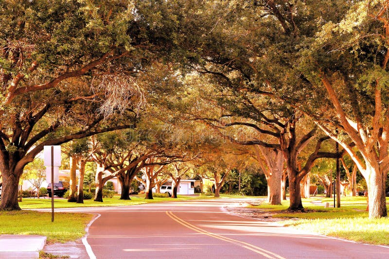 Träd över gatan, Florida fotografering för bildbyråer Träd över gatan, Florida fotografering för bildbyråer