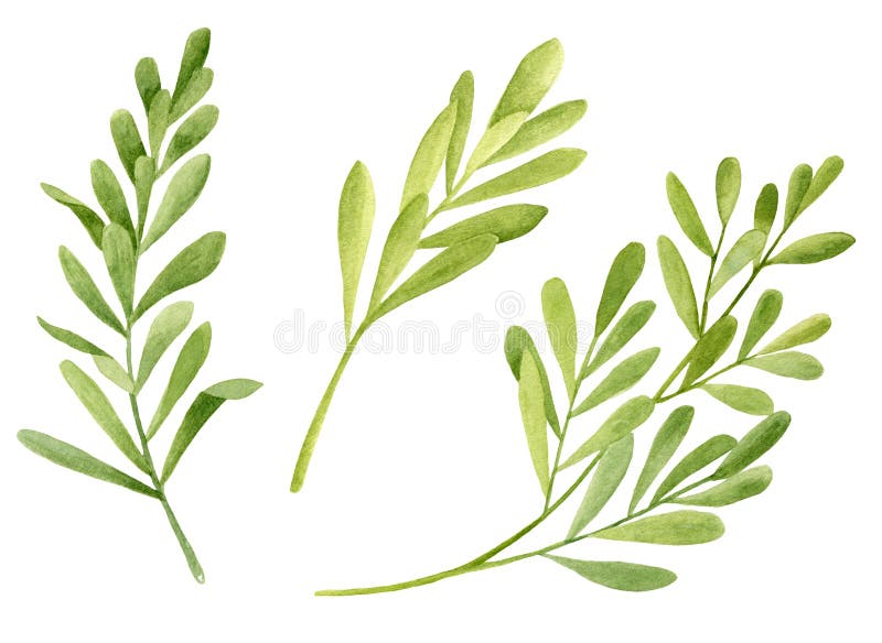 Trädblad för vattenfärg Handritad botanisk illustration av Melaleuca latnifolia Grönt läkemedel som isolerats på vektor illustrationer