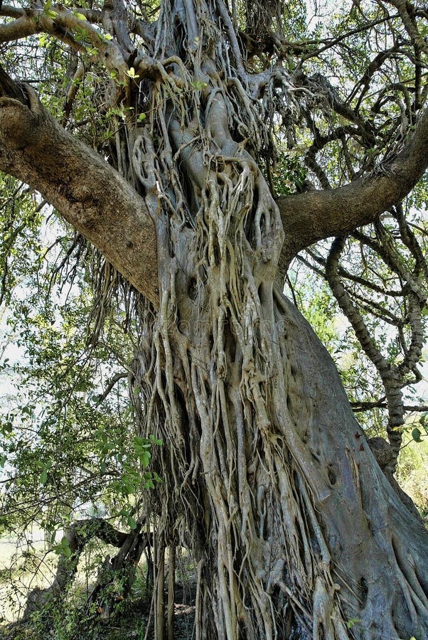 Trädet fodrade med lianen, gorongosanationalparken, Mocambique arkivbild Trädet fodrade med lianen, gorongosanationalparken, Mocambique arkivbild