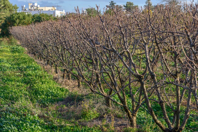 garden with mango trees in winter without leaves in Cyprus 9. garden with mango trees in winter without leaves in Cyprus 9