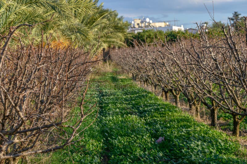 garden with mango trees in winter without leaves in Cyprus 8. garden with mango trees in winter without leaves in Cyprus 8