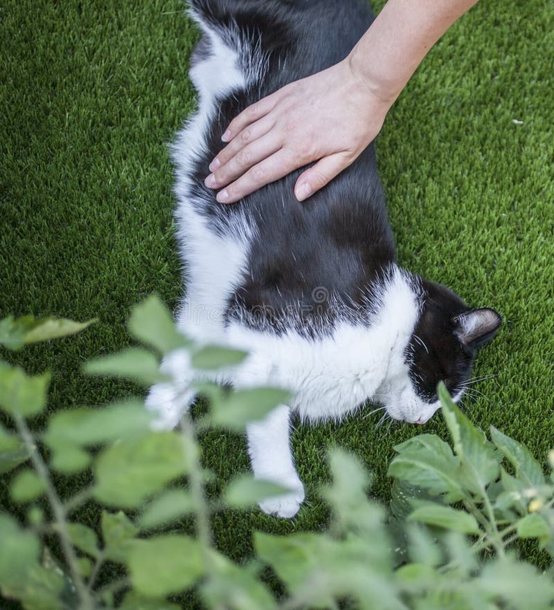 Trädgården - en hand som daltar en katt fotografering för bildbyråer Trädgården - en hand som daltar en katt fotografering för bildbyråer