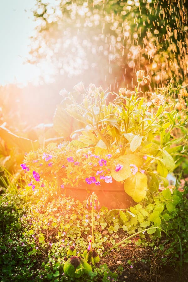 Trädgårds- bakgrund för sommar med solsken och älskvärd blommasäng