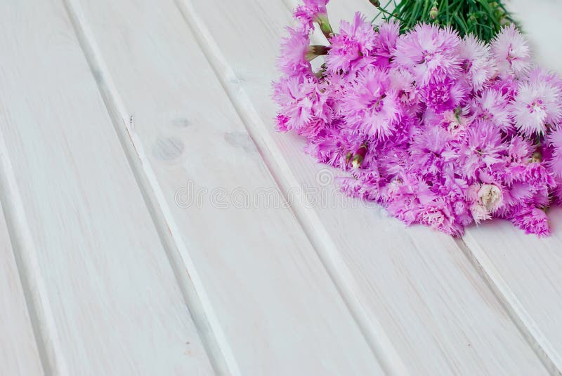 Trädgårds- cornflowers för bukett på en vit träbakgrund arkivbild Trädgårds- cornflowers för bukett på en vit träbakgrund arkivbild