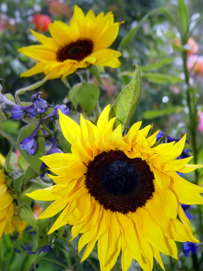 2 sunflowers in the garden. 2 sunflowers in the garden