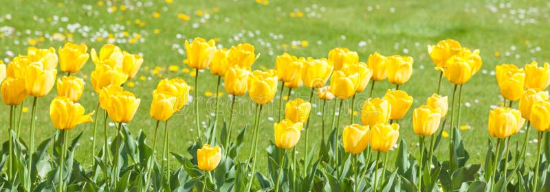 trädgårds- tulpanyellow arkivbild trädgårds- tulpanyellow arkivbild