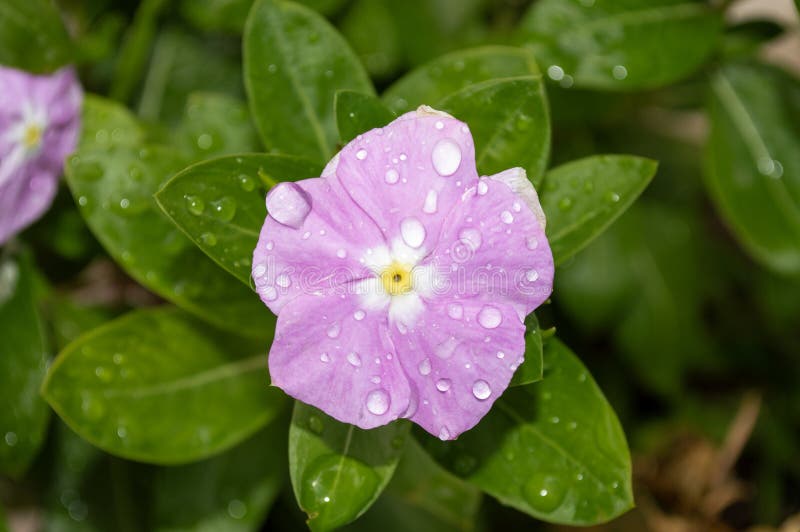Trädgårdsblommor. rosa periwinkle-blomma. royaltyfria foton