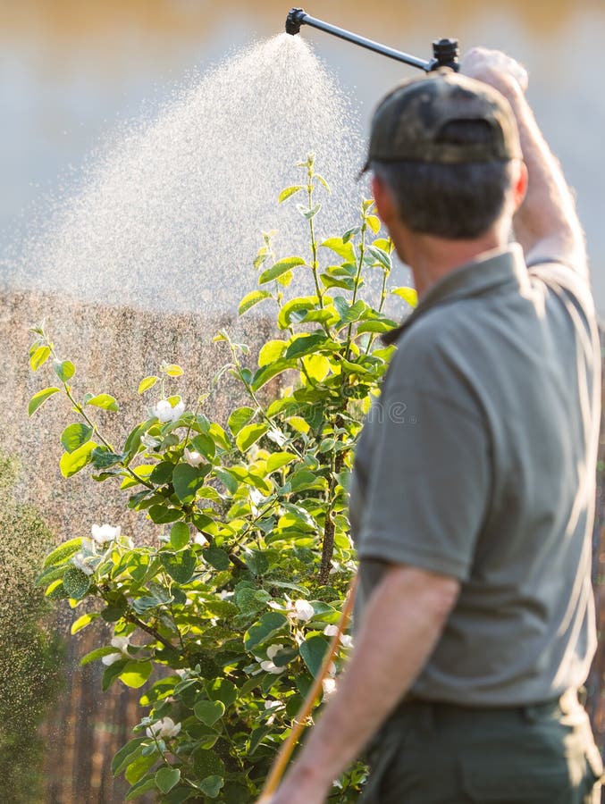 Trädgårdsmästare som applicerar en insekticidgödningsmedel till hans fruktbuskar royaltyfri foto Trädgårdsmästare som applicerar en insekticidgödningsmedel till hans fruktbuskar royaltyfri foto
