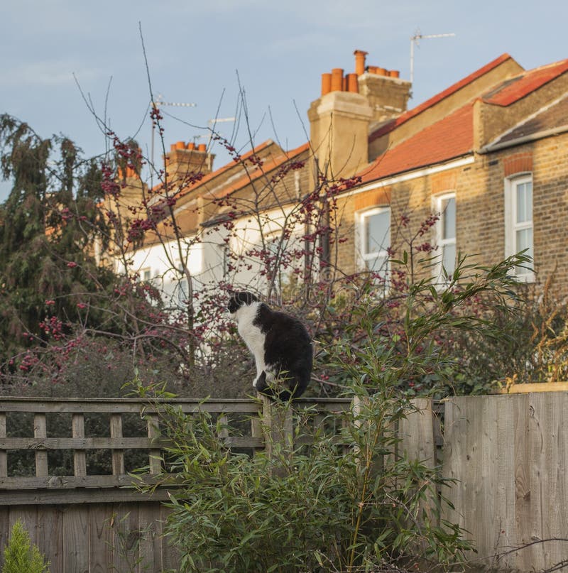 Trädgårdträdgård, London - en vit och svart katt fotografering för bildbyråer Trädgårdträdgård, London - en vit och svart katt fotografering för bildbyråer