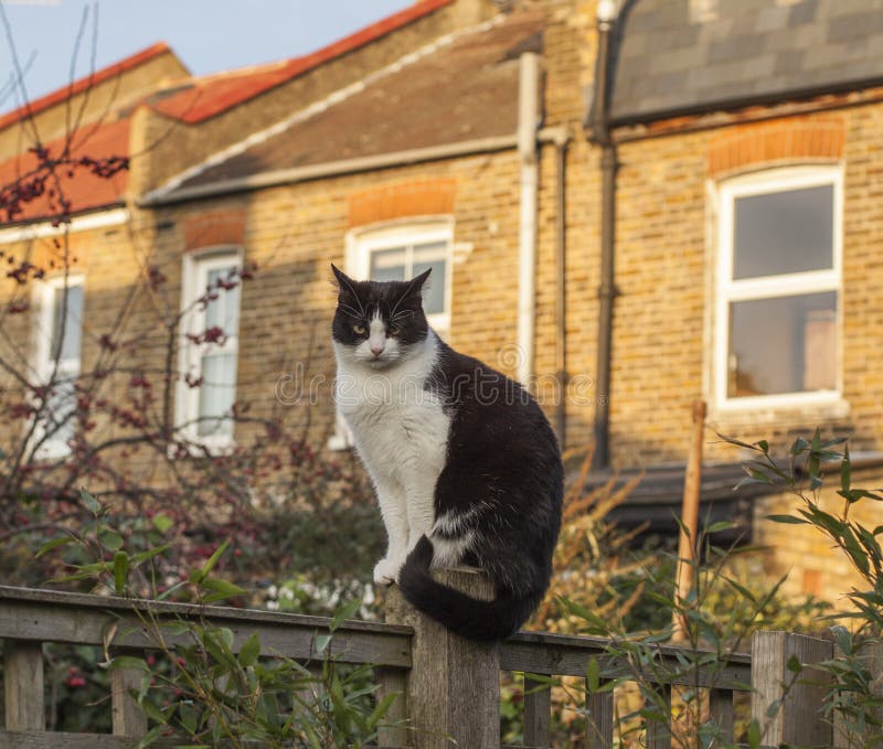 Trädgårdträdgård, London - en vit och svart katt på en solnedgång royaltyfri foto Trädgårdträdgård, London - en vit och svart katt på en solnedgång royaltyfri foto