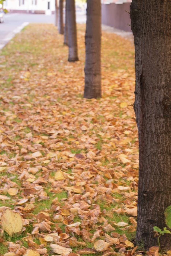 Trädlinje på höstavenyn arkivbild