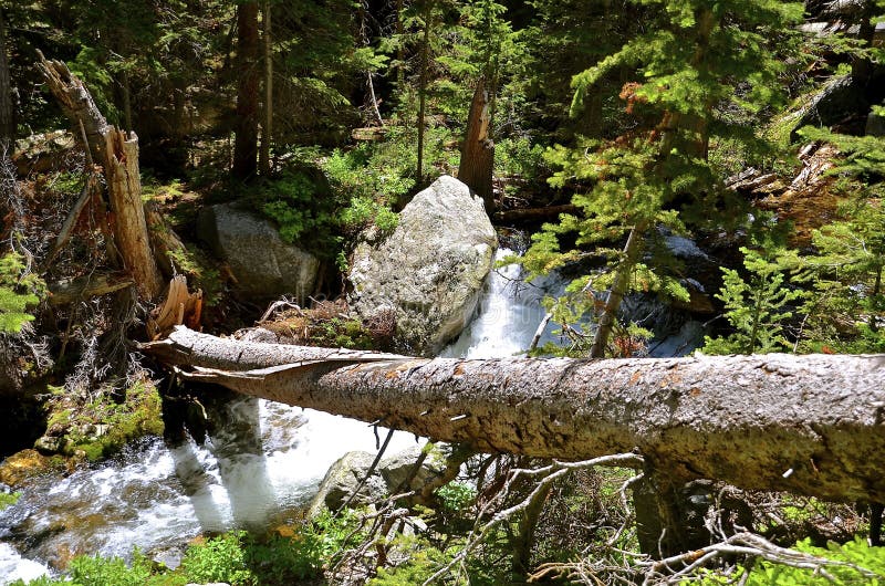 Trädnedgångar över bergström royaltyfri bild Trädnedgångar över bergström royaltyfri bild