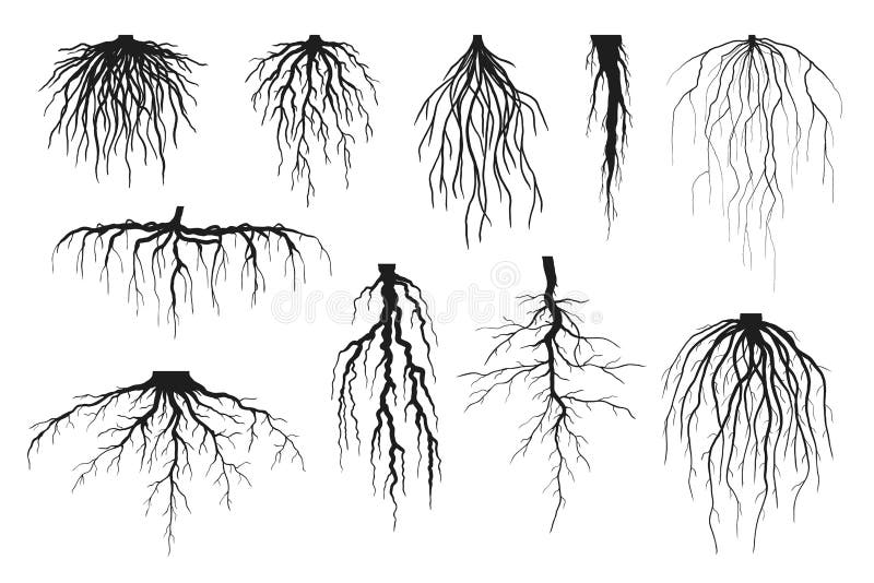 Trädröttsilhuetter isolerade på vitt, vektoruppsättning av taproot- och fibrösrotsystem vektor illustrationer