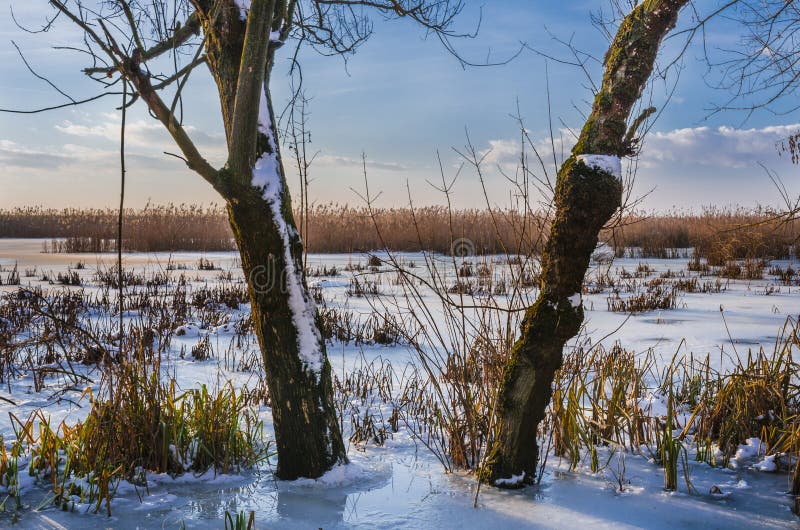 Trädstammar på den djupfrysta sjön fotografering för bildbyråer Trädstammar på den djupfrysta sjön fotografering för bildbyråer