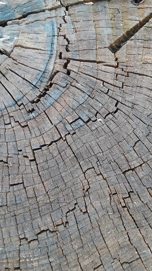 Trädstumpsringar av trä textur av gammal växt Naturligt krackad, åldrad rustik vävt royaltyfri foto Trädstumpsringar av trä textur av gammal växt Naturligt krackad, åldrad rustik vävt royaltyfri foto