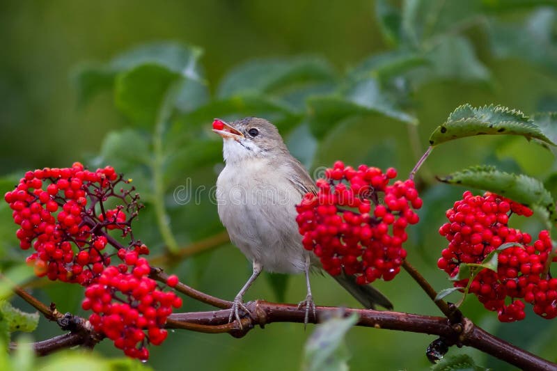 The grey Warbler bird eats the ripe red berries of elderberry in the summer garden. The grey Warbler bird eats the ripe red berries of elderberry in the summer garden