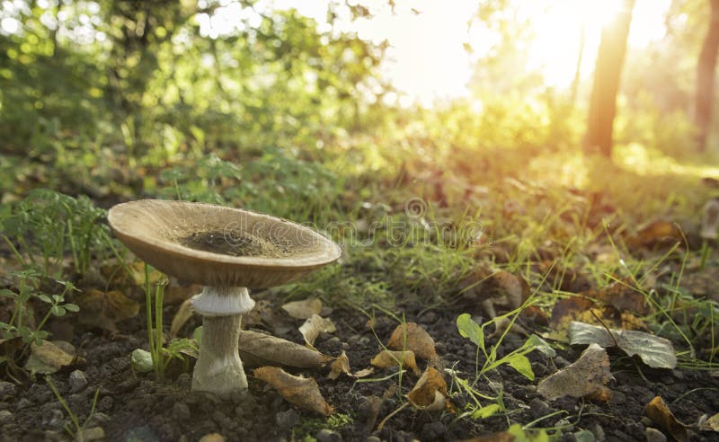 Trän för Forest Mushroom closeupmakro arkivbild Trän för Forest Mushroom closeupmakro arkivbild