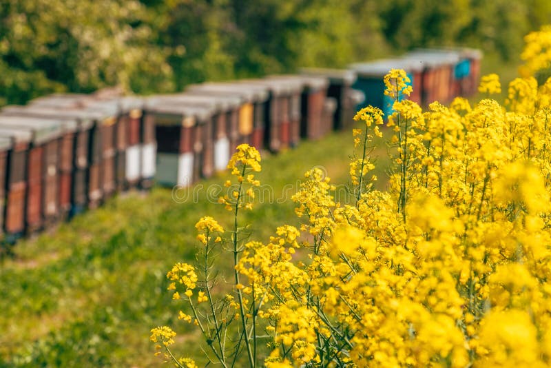 Trärådsbikupor i blomning av kanolarapsfält arkivfoton