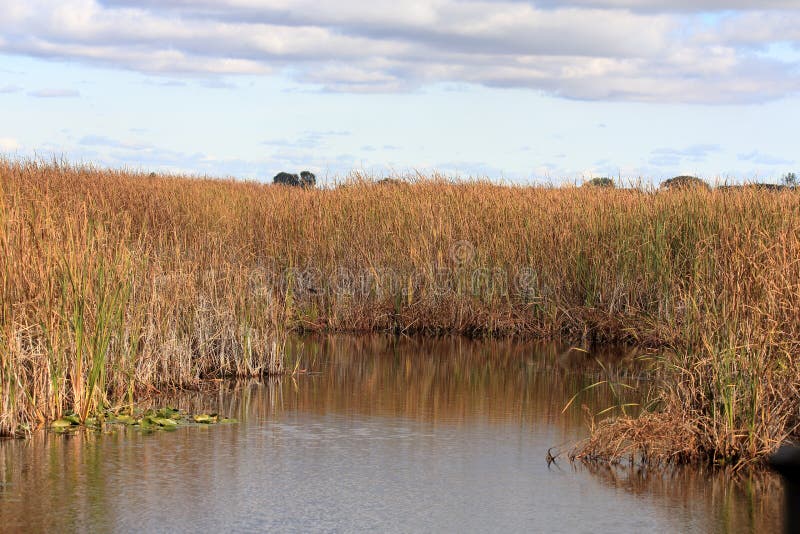 Träskgräs och vasser reflekterade i en pöl fotografering för bildbyråer Träskgräs och vasser reflekterade i en pöl fotografering för bildbyråer