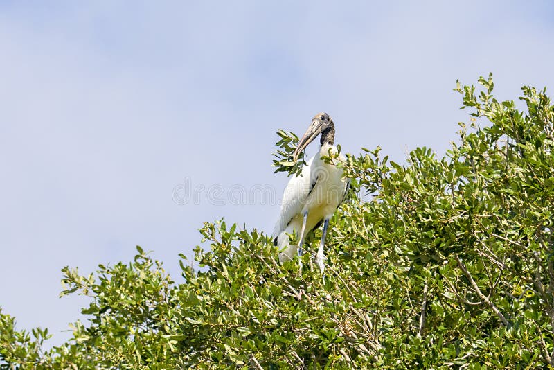 Trästork som bryter av en filial för att bygga dess rede arkivbilder Trästork som bryter av en filial för att bygga dess rede arkivbilder