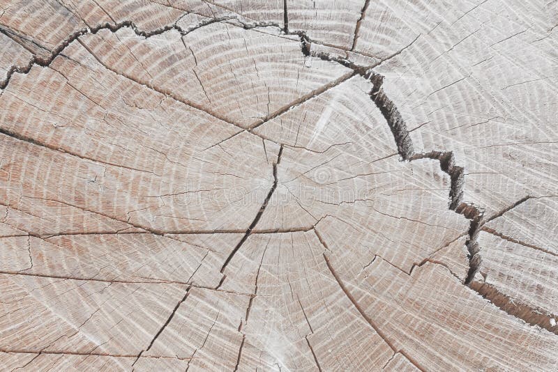 Trästubbebakgrund Träd för runt snitt ner med årliga cirklar som en wood textur royaltyfri foto Trästubbebakgrund Träd för runt snitt ner med årliga cirklar som en wood textur royaltyfri foto