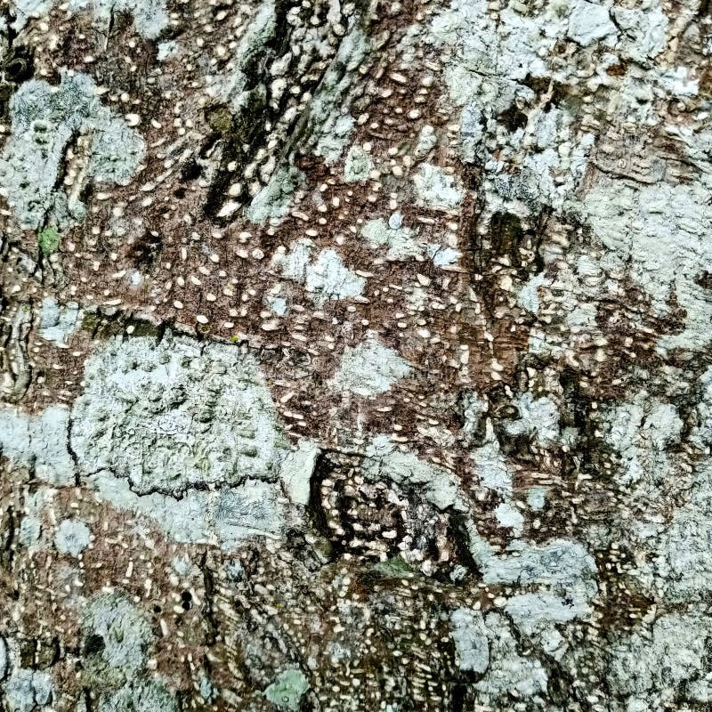 This is a close-up of a bark texture, brown in color with abstract ornaments that look unique. This is a close-up of a bark texture, brown in color with abstract ornaments that look unique