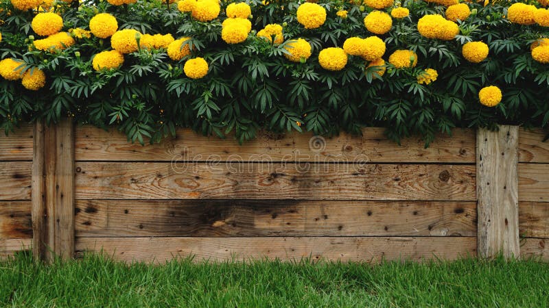 Trätexturbakgrund som dekoreras med den härliga gula ringblommablomman med förgrund för grönt gräs arkivbilder Trätexturbakgrund som dekoreras med den härliga gula ringblommablomman med förgrund för grönt gräs arkivbilder