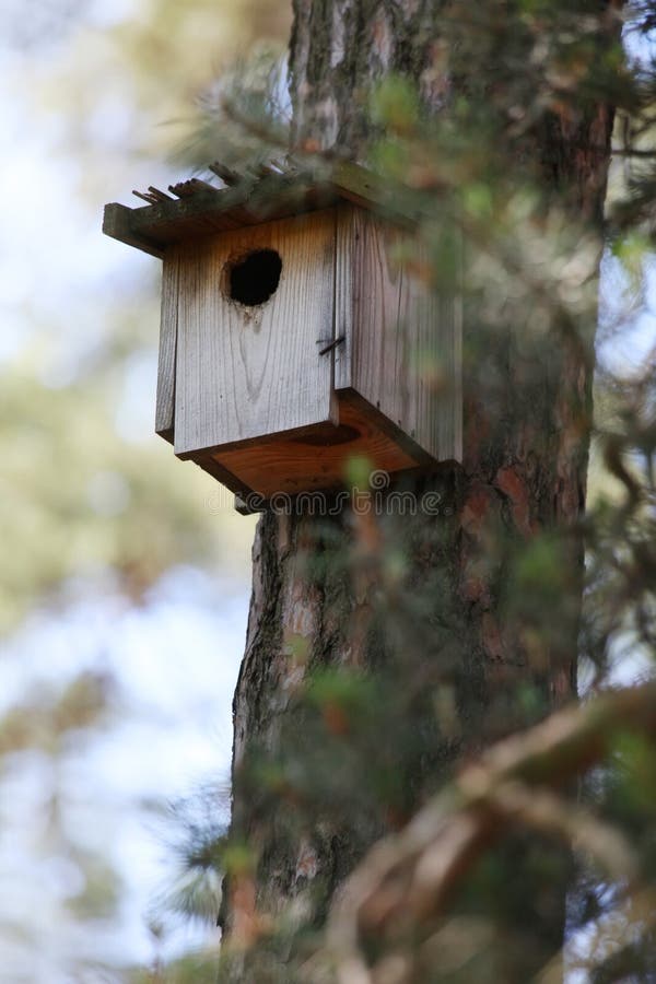 Trävoljären på sörjer i skogen arkivbilder Trävoljären på sörjer i skogen arkivbilder