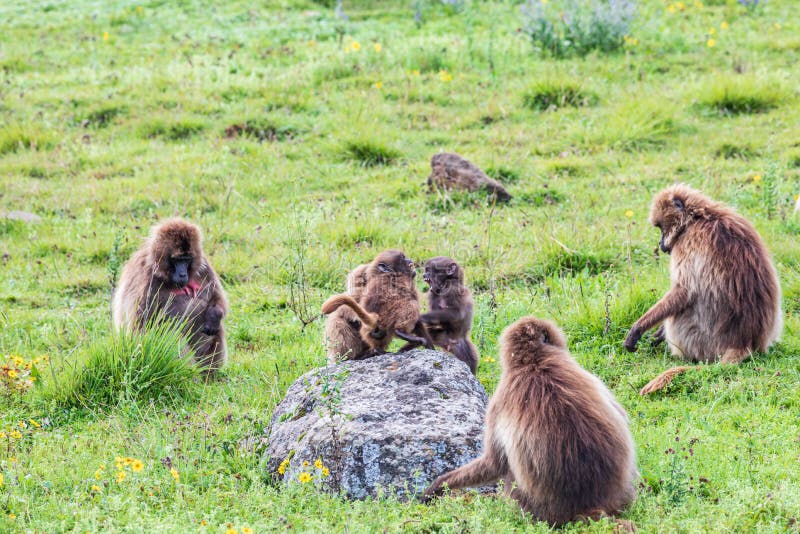 Três babuínos de Gelada jogam brigas entre um grupo de adultos imagem de stock Três babuínos de Gelada jogam brigas entre um grupo de adultos imagem de stock