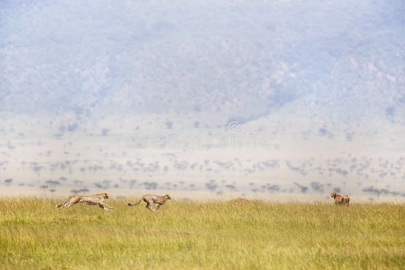 Três chitas que correm através de Masai Mara imagens de stock royalty free Três chitas que correm através de Masai Mara imagens de stock royalty free