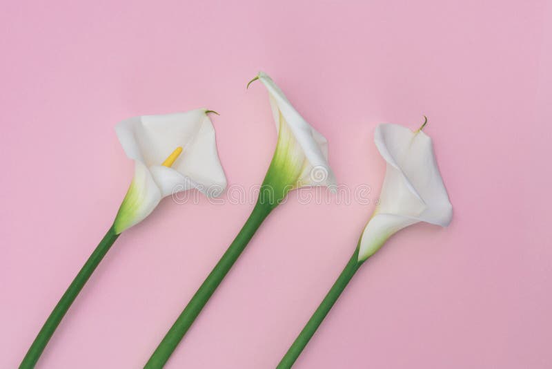 Três do calla flores brancas lilly no fundo cor-de-rosa imagem de stock royalty free Três do calla flores brancas lilly no fundo cor-de-rosa imagem de stock royalty free