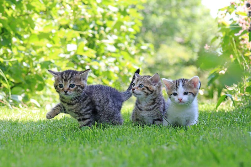 Três filhotes com pele listrada brincando na grama foto de stock royalty free