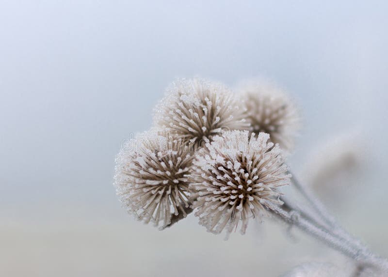 Três flores congeladas de janeiro