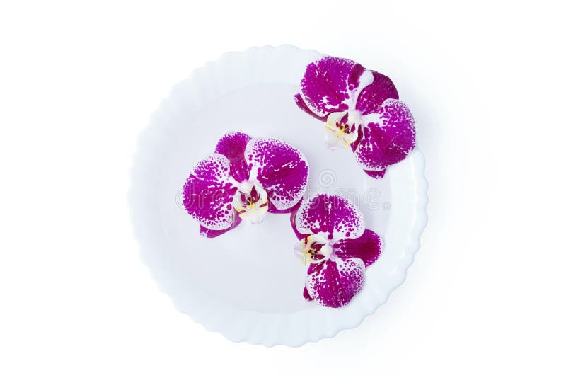 Três flores de orquídeas cor-de-rosa em uma placa branca isolada foto de stock Três flores de orquídeas cor-de-rosa em uma placa branca isolada foto de stock