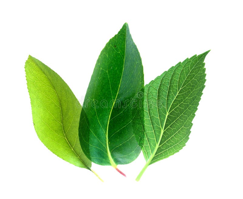 Três folhas. Isoladas sobre fundo branco foto de stock royalty free