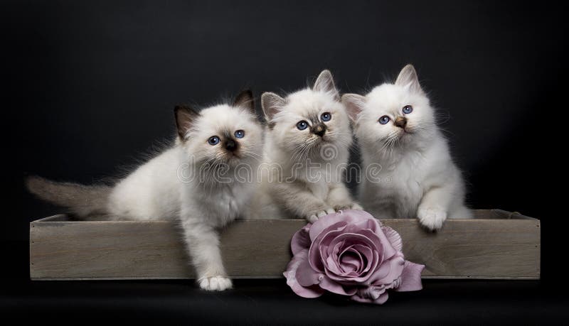 Três gatinhos sagrados de Birman com rosa do rosa foto de stock royalty free Três gatinhos sagrados de Birman com rosa do rosa foto de stock royalty free