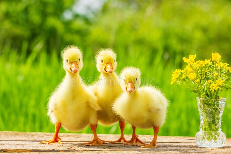 Três Gosling amarelo macio pequeno no fundo da natureza imagem de stock Três Gosling amarelo macio pequeno no fundo da natureza imagem de stock