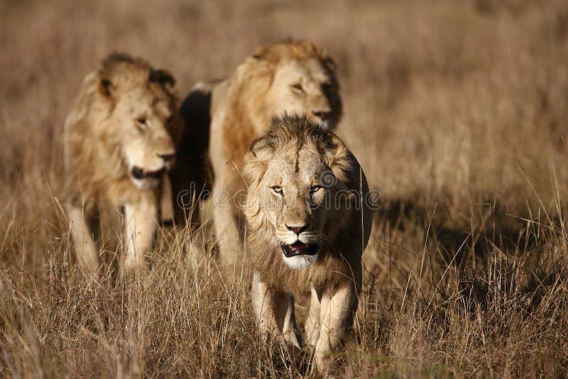 Três leões masculinos no Masai Mara