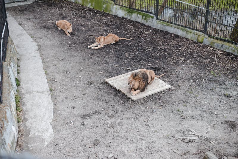 Três leões um leão masculino e duas leoas em um jardim zoológico imagem de stock Três leões um leão masculino e duas leoas em um jardim zoológico imagem de stock