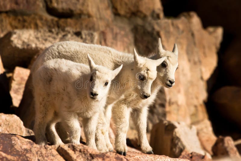 Three Very Young Mountain Goat Kids Standing Closely Together on Rock Ledge. Three Very Young Mountain Goat Kids Standing Closely Together on Rock Ledge