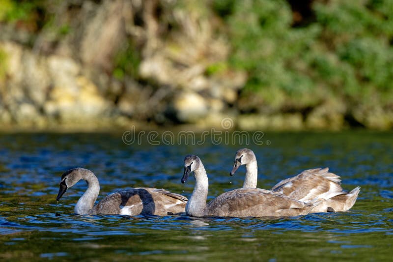 Três mudos nadam jovens num lago tranquilo. ilha salgada bc canada fotografia de stock royalty free
