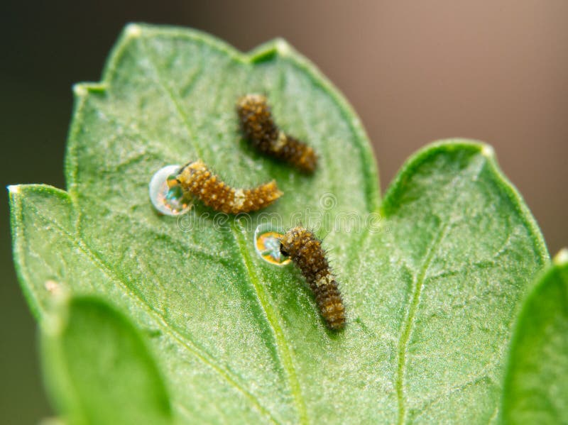 Três muito minúsculos, lagartas pretas recentemente eclosed da borboleta de Swallowtail em uma folha da salsa fotografia de stock royalty free Três muito minúsculos, lagartas pretas recentemente eclosed da borboleta de Swallowtail em uma folha da salsa fotografia de stock royalty free