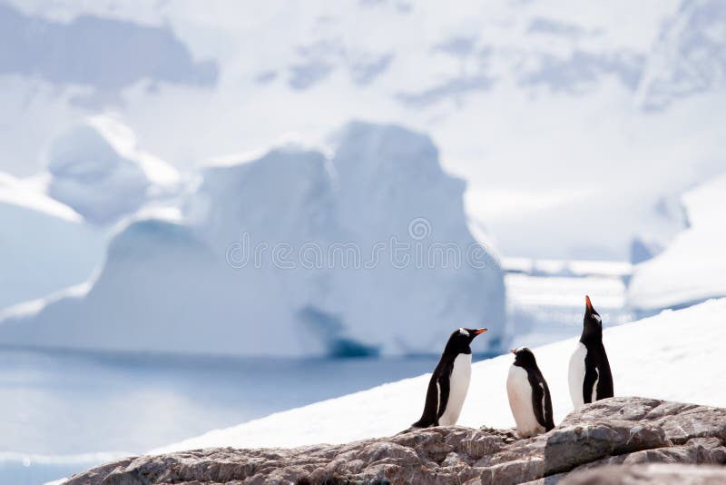 Três pinguins foto de stock royalty free Três pinguins foto de stock royalty free
