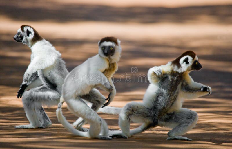 Três Sifakas de dança na terra Retrato engraçado madagascar imagem de stock Três Sifakas de dança na terra Retrato engraçado madagascar imagem de stock